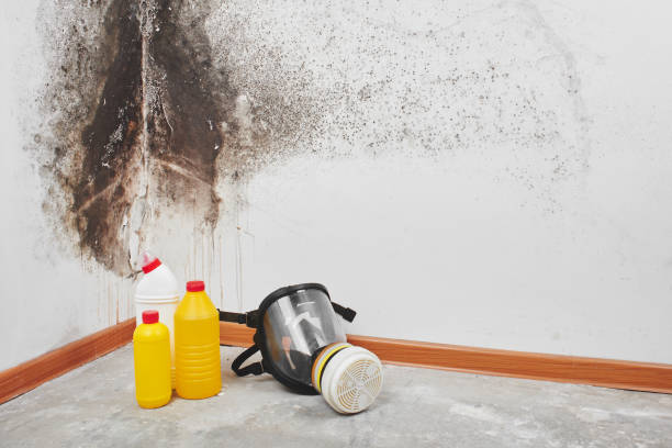 Best Residential Mold Removal  in Castleton On Hudson, NY
