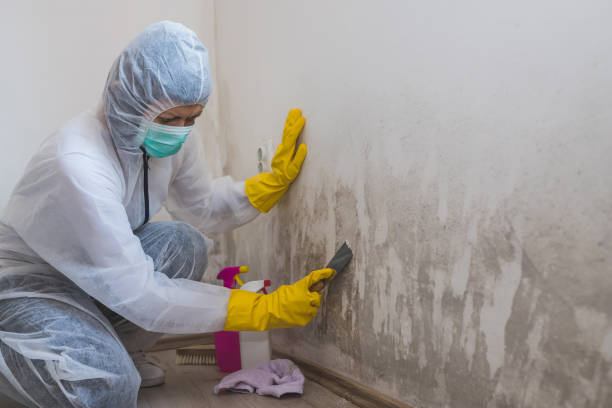 Mold Removal and Inspection in Castleton On Hudson, NY
