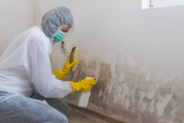 Best Crawl Space Mold Removal  in Castleton On Hudson, NY