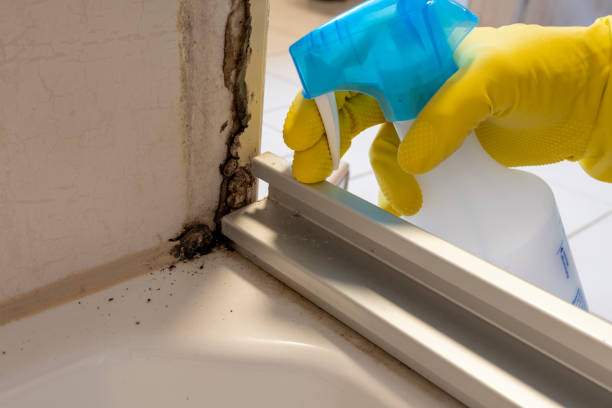 Best Fast Mold Removal  in Castleton On Hudson, NY
