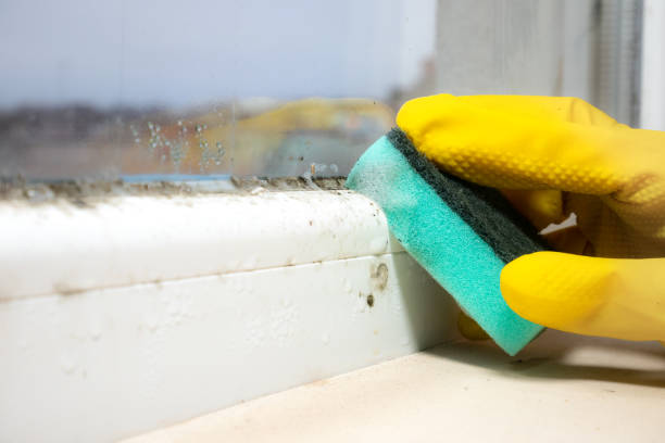 Certified Mold Removal in Castleton On Hudson, NY