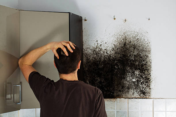 Mold Testing and Removal in Castleton On Hudson, NY